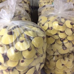 Nấm linh chi Hàn Quốc