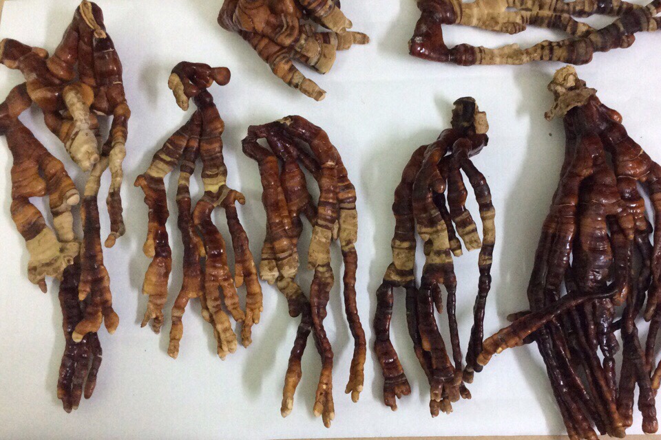 Nấm linh chi sừng hươu Hàn Quốc